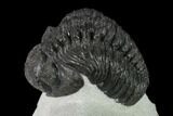 Adrisiops Weugi Trilobite - Recently Described Phacopid #137917-3